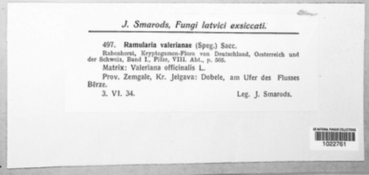 Ramularia valerianae image